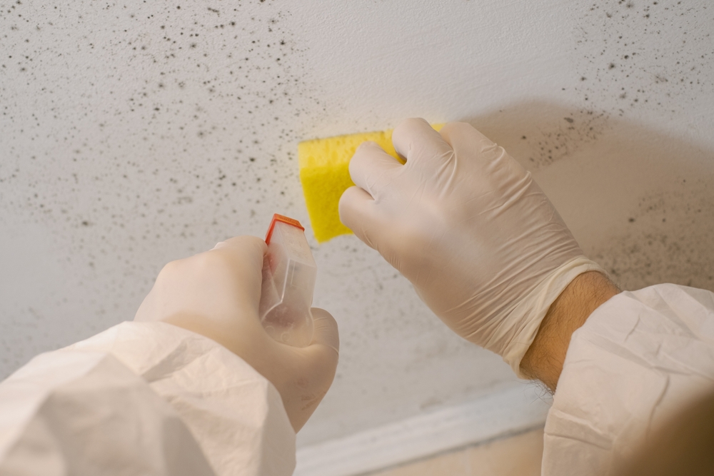 Professional Mold Removal