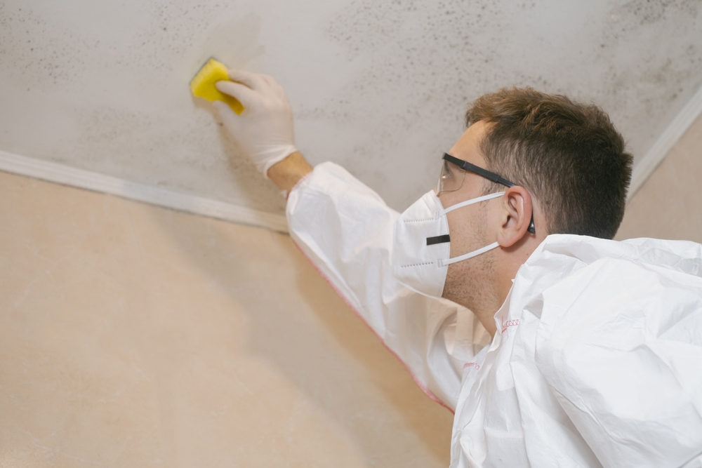 Mold Remediation