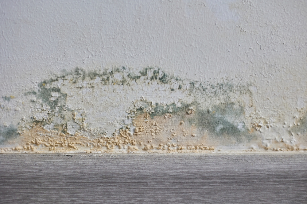 Mold Growth on Walls Inside an Apartment Building