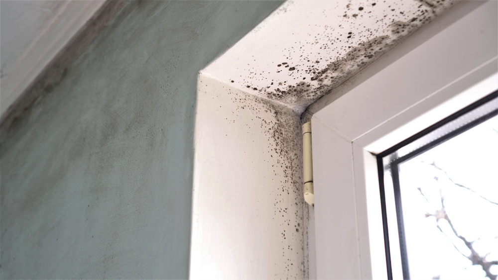 Signs of Mold Growth