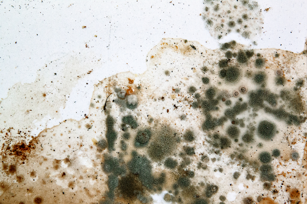 mold Prevention growth