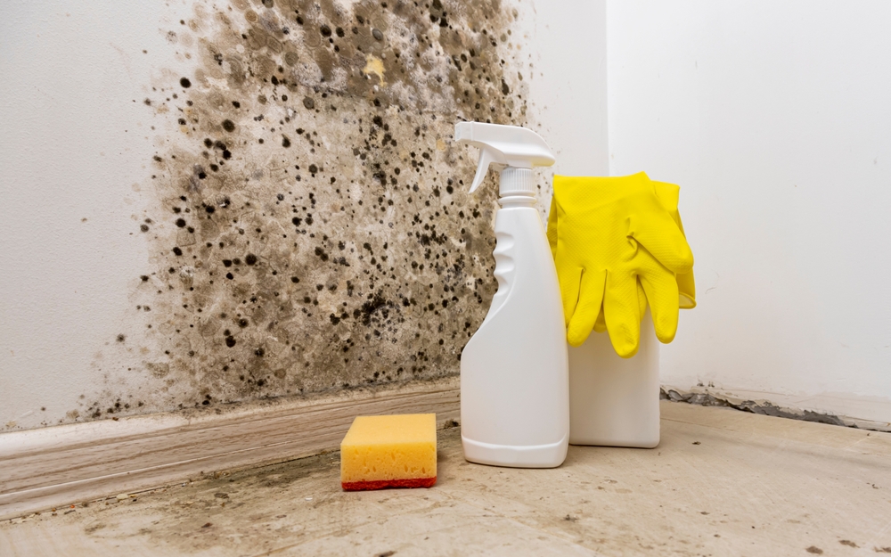 Professional Mold Remediation