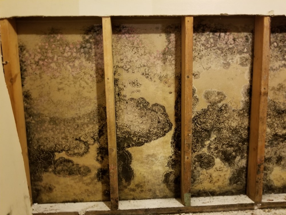 Damage Caused by Mold