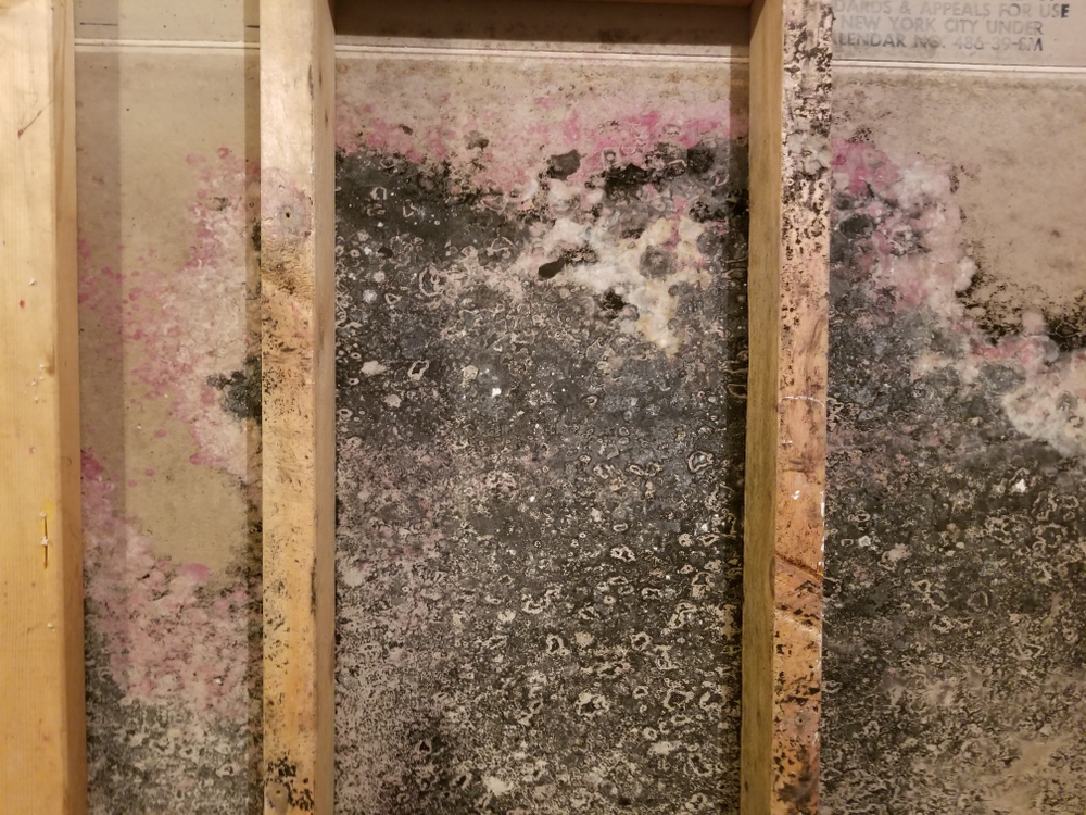 Mold in HVAC