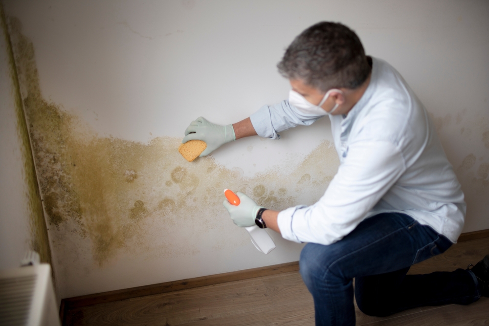 Mold Inspection