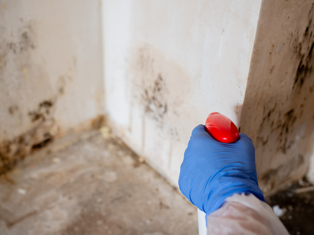 Mold Growth in Old Philadelphia House