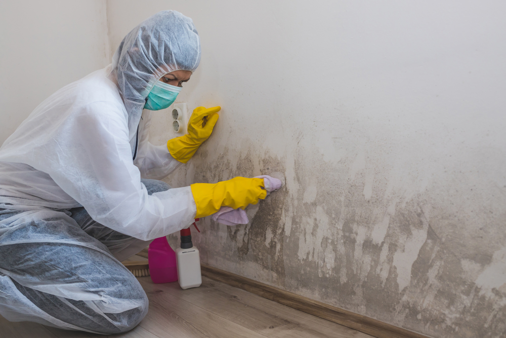 Commercial Mold Remediation